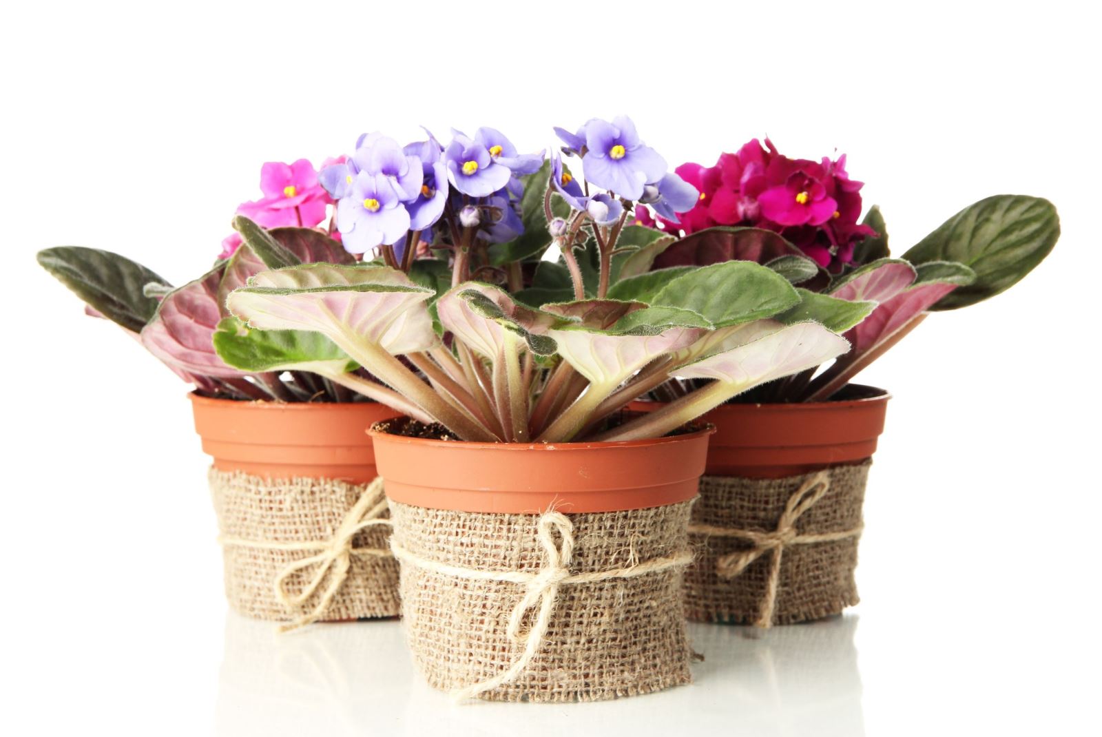 使用花盆植栽裝飾婚禮會場示意圖